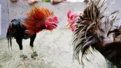 303 Perjudian Jenis Sabung Ayam Dekat Jelun Wonorejo, Kecamatan Banyu Putih, Kabupaten Situbondo