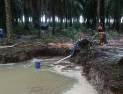 Tambang Ilegal Hantam PT. Sawit GSBL Blok 2 Diwilayah Desa Air Belo IUP PT.Timah beraktivitas