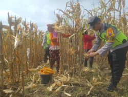 Ketahanan Pangan, Bhabinkamtibmas dan Babinsa Kawal Panen Jagung di Kedungadem