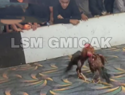 Markas Judi Sabung Ayam di Jalan Indra, Bajenis Kota Tebing Tinggi Kebal Hukum