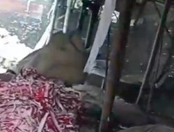 Pembakaran Limbah B3 Grenjeng Foil di Dusun Tenggor, Desa Modopuro, Sumobito dipertanyakan Legalitasnya