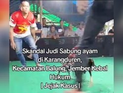Skandal Judi Sabung ayam di Karangduren, Kecamatan Balung, Kabupaten Jember Kebal Hukum