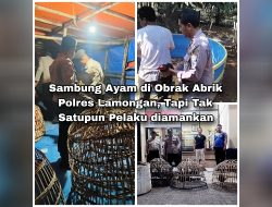 Beberapa Lokasi Perjudian Sambung Ayam di Obrak Abrik Polres Lamongan, Tapi Tak Satupun Pelaku diamankan