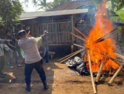 Polisi Bongkar dan Bakar Arena Judi Sabung Ayam di Kalipare, Malang