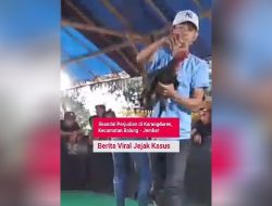 Sabung Ayam di Jember Kebal Hukum, Ada Apa?