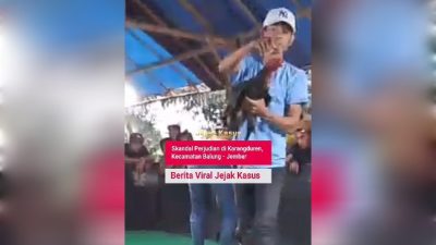 Sabung Ayam di Jember Kebal Hukum, Ada Apa?